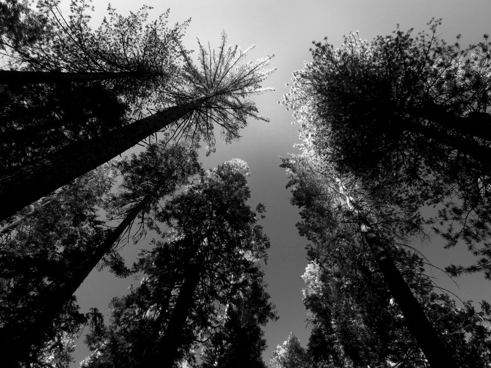 SIERRA CAMPSITE IMAGES - 1 - 03 BW1