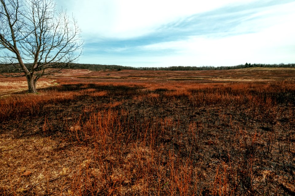 Big Meadows Green-Up - Day 7