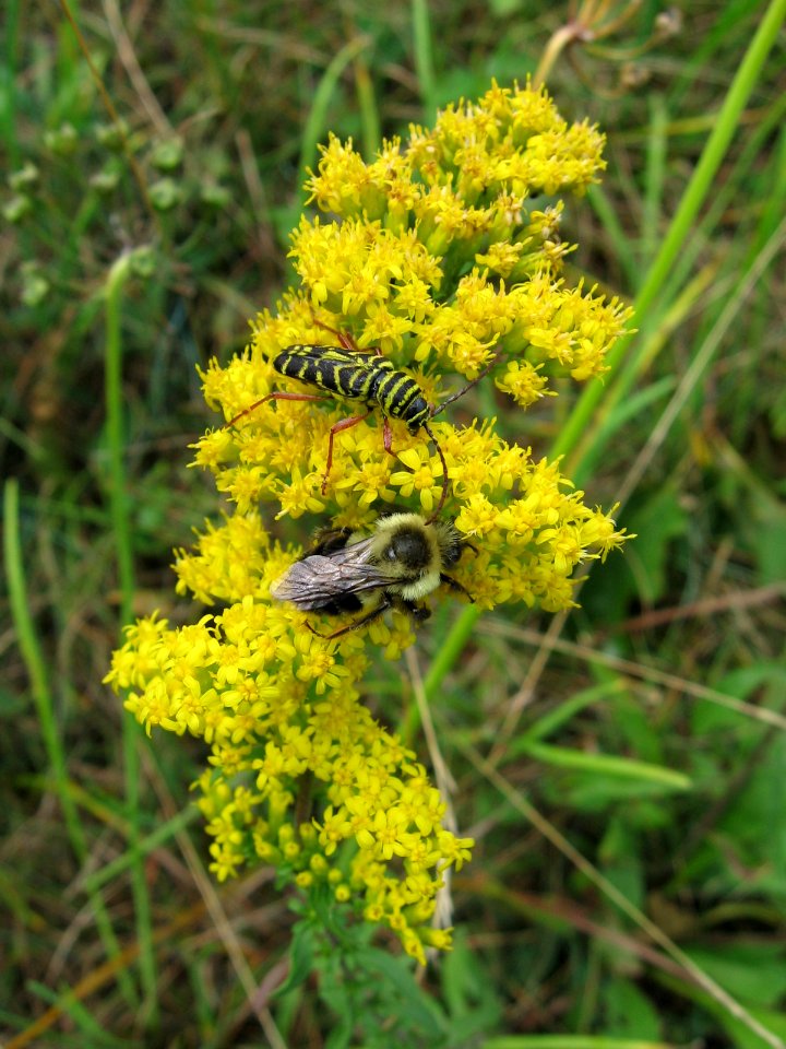 Locust Borer and Bee on Goldenrod