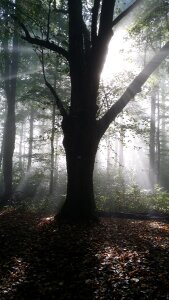 Linde backlighting forest