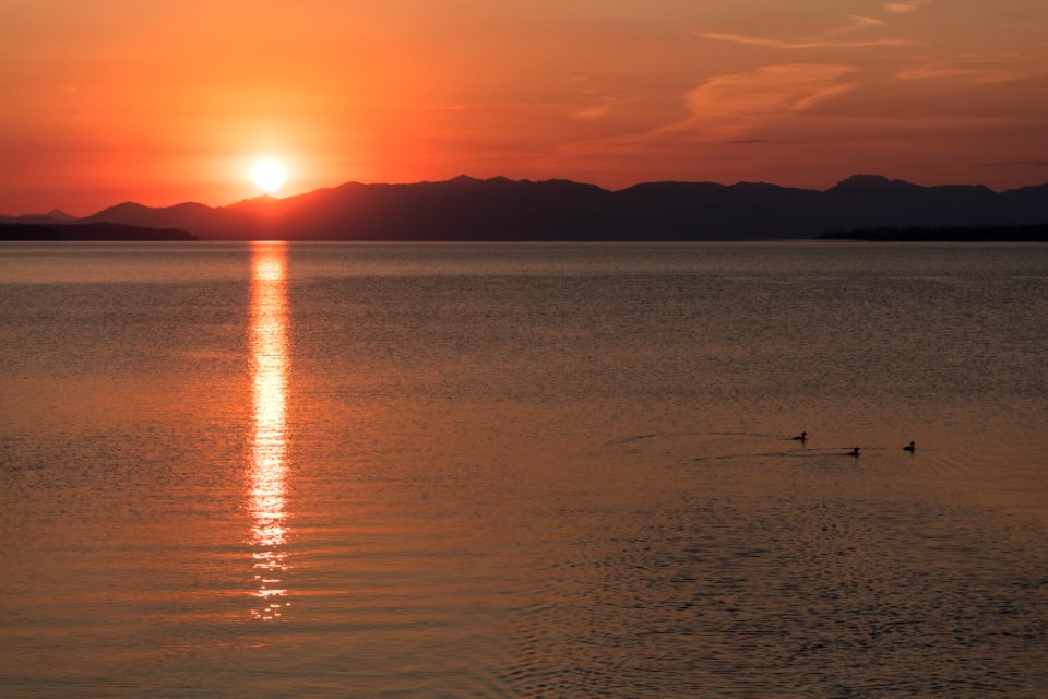 Waterfowl swimming at sunrise in West Thumb