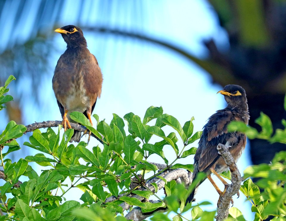 COMMON MYNA (8-27-2017) keehi beach park, honolulu, oahu, hawaii -02