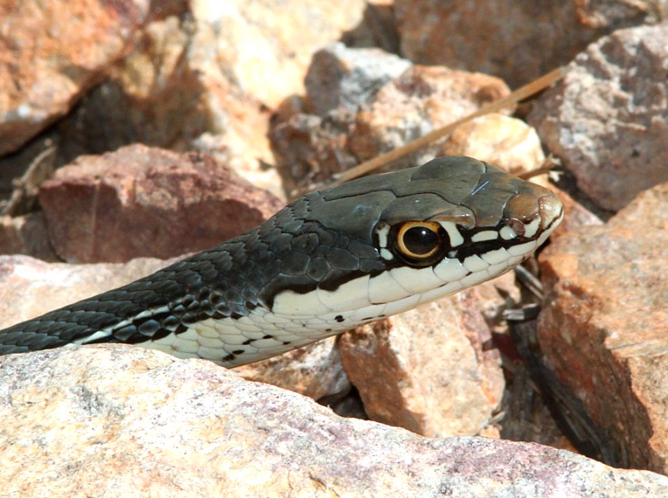 WHIPSNAKE, SONORAN (Masticophus taeniatus) (8-3-12) upper humboldt cyn, patagonia mts, scc, az -02