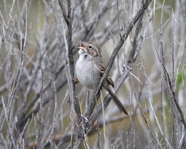 SPARROW, BREWER'S (4-22-10) porno wash, carrizo plain nat mon -02