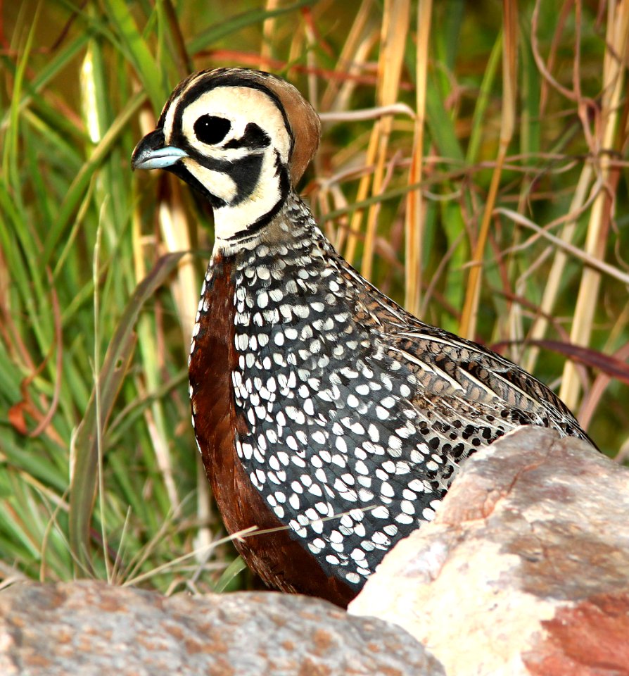 072 - MONTEZUMA QUAIL (8-20-2014) 78 circulo montana, patagonia lake ranch estates, scc, az -07