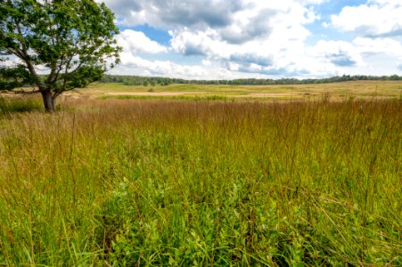 Big Meadows Green-Up Day 124