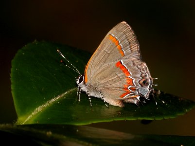 HAIRSTREAK, RED-BANDED (Calycopis cecrops) (6-5-2017) manteo, dare co, nc -01