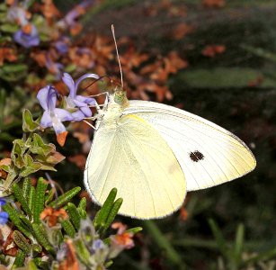 WHITE, CABBAGE (Pieris rapae) (8-20-10) patagonia, scc, az photo