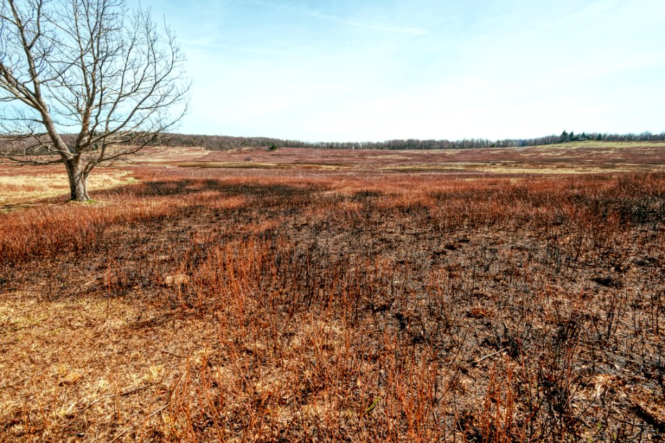 Big Meadows Green-Up - Day 8