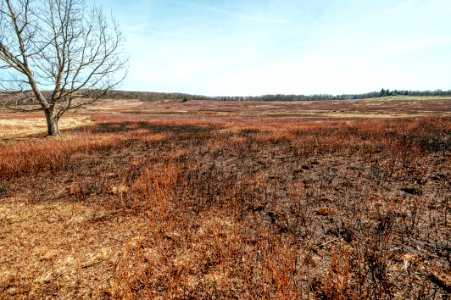Big Meadows Green-Up - Day 8