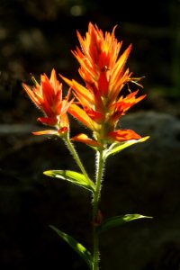 Castilleja miniata (7-27-2019) 7000 ft, cottonwood lake, bridger-teton nat for, east of smoot, lincoln co, wy -01