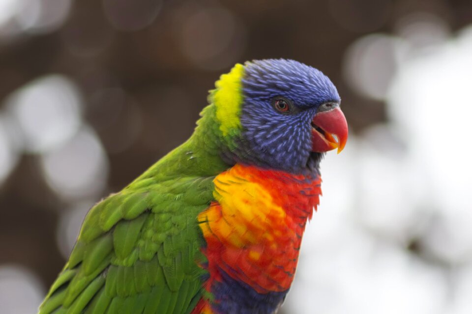 Feather portrait beak