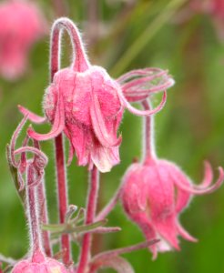 FLOWER, sp (7-19-2015 campsite, 9600 ft, near bristol head, mineral co, co (2)