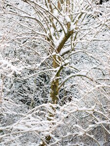 Snowed in winter forest wintry