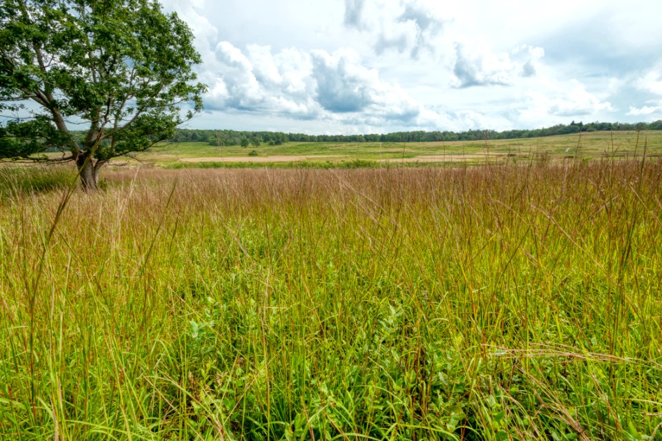 Big Meadows Green-Up Day 131