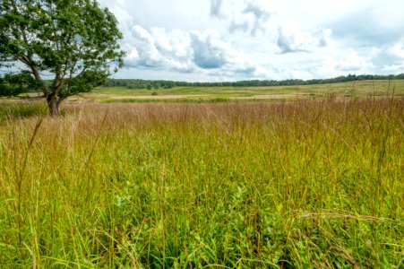Big Meadows Green-Up Day 131