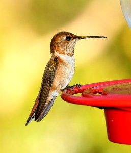 504 - RUFOUS HUMMINGBIRD (8-17-2018) madera canyon, santa cruz co, az -01