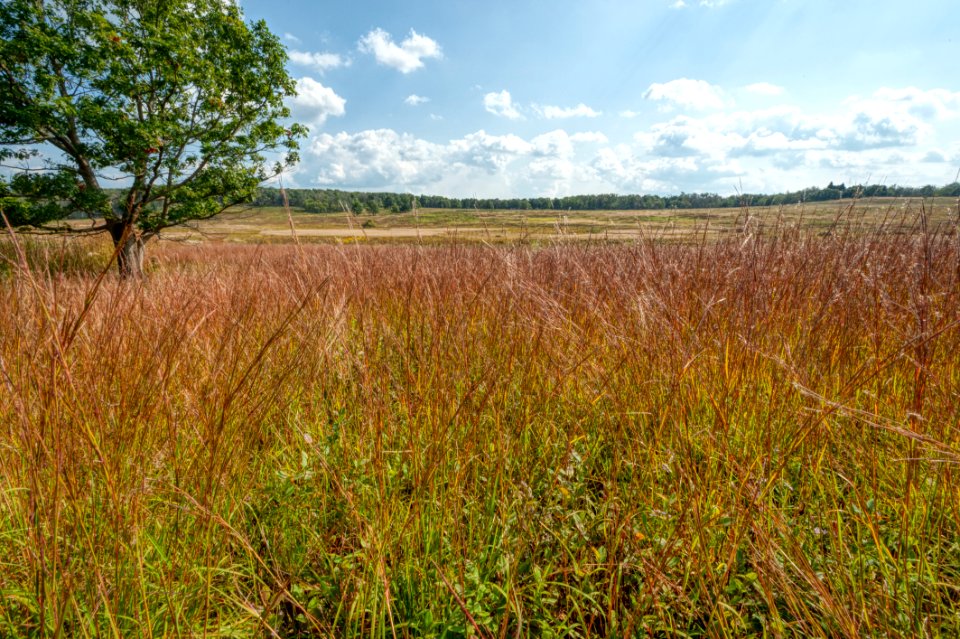Big Meadows Green-Up Day 164