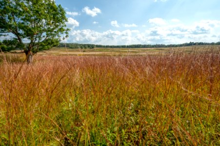 Big Meadows Green-Up Day 164