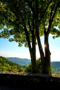 Sunburst Through the Trees