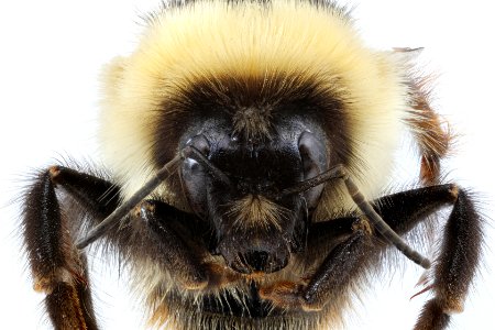Central bumblebee - Bombus centralis