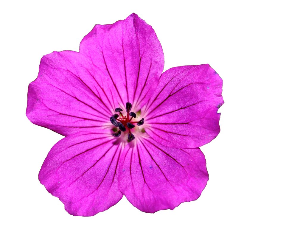 Spring cranesbill isolated photo