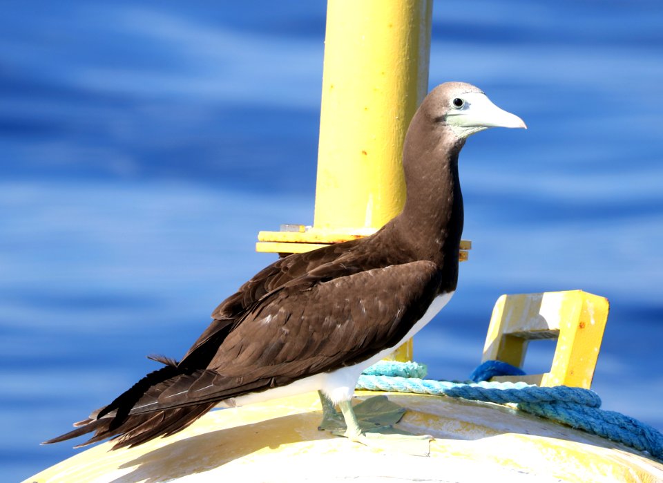 BROWN BOOBY (9-15-2017) kona pelagic trip, kona, hawai'i co, hawaii -08