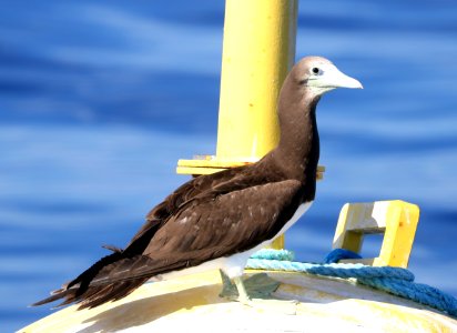 BROWN BOOBY (9-15-2017) kona pelagic trip, kona, hawai'i co, hawaii -08