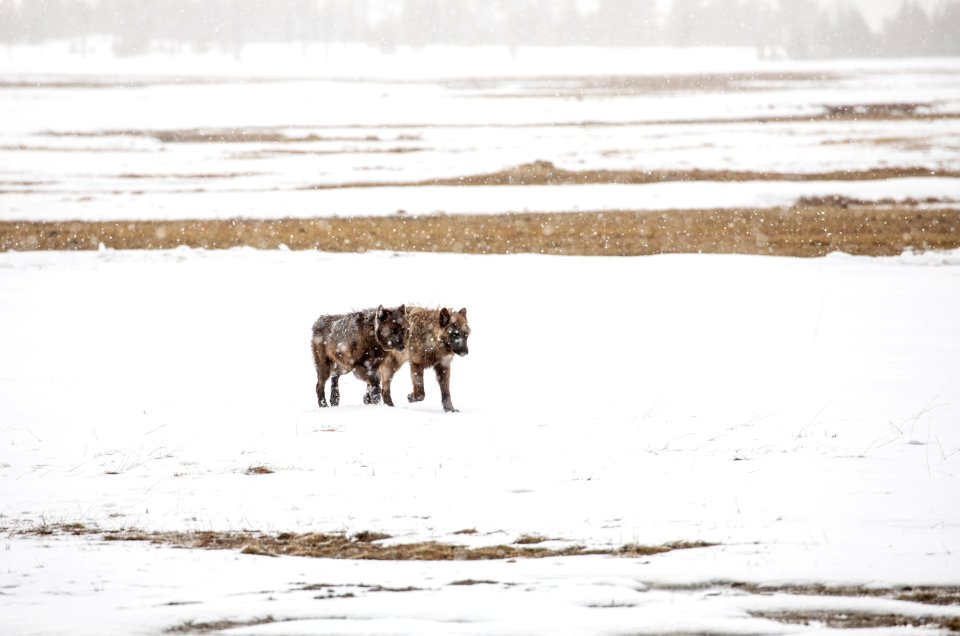 Wolves on Fountain Flats
