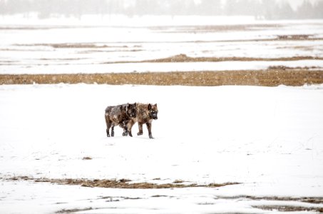 Wolves on Fountain Flats