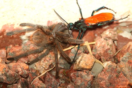 WASP, TARANTULA (pepsis grossa) (7-19-10) yard, near patagonia, az -02