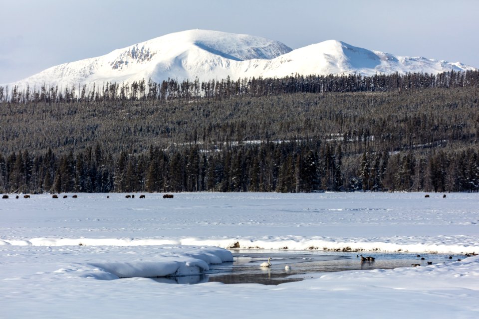 Wildlife on the Gibbon River with Mount Holmes