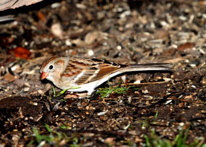 874 - FIELD SPARROW (2-1-2015) s llano river state park, junction, kimble co, tx (9)