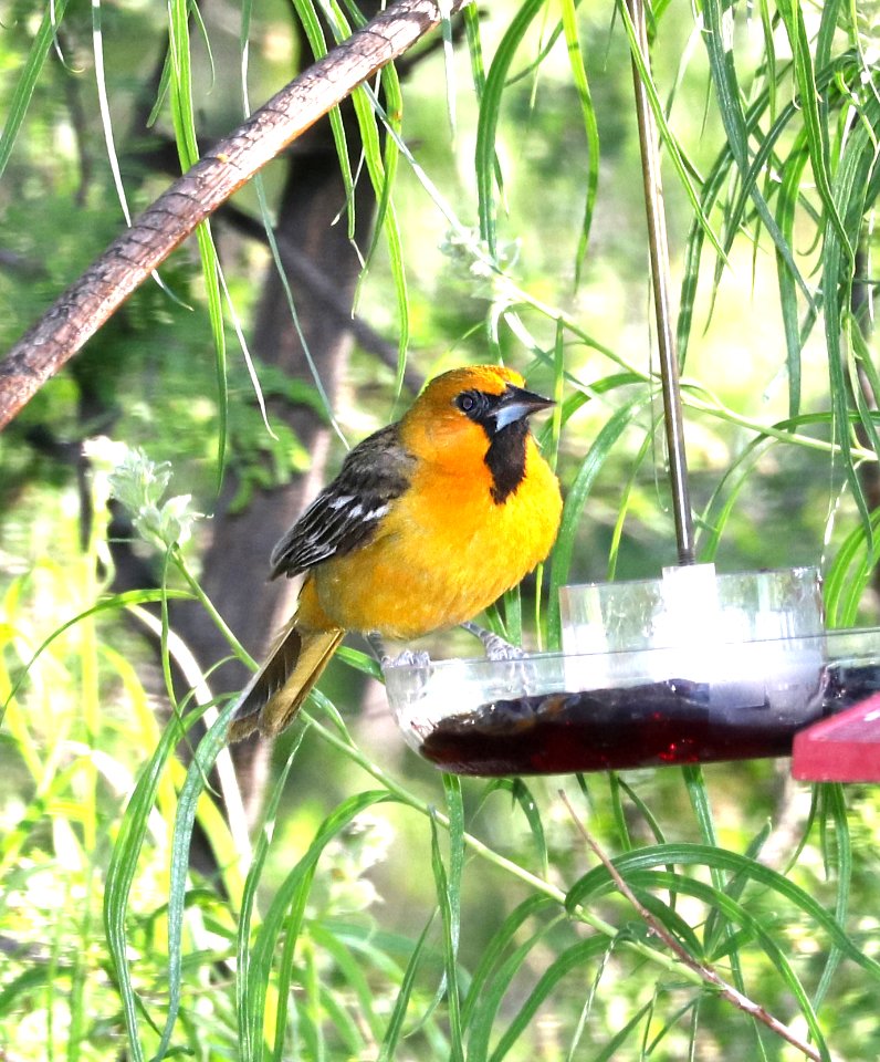 946 - STREAK-BACKED ORIOLE (4-20-2017)  portal, cochise co, az -01
