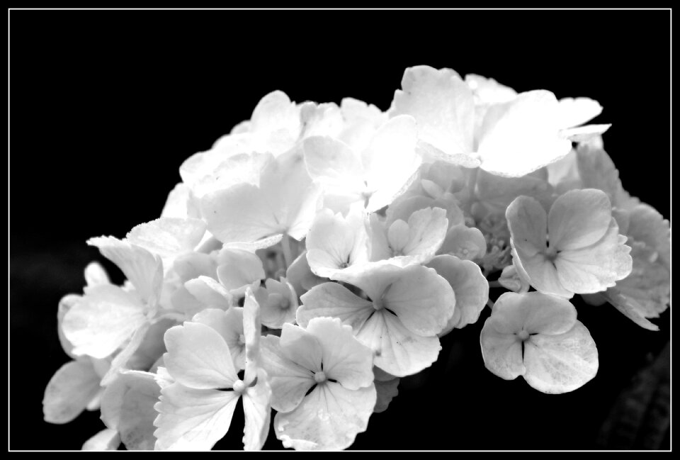 Ornamental shrubs garden nature