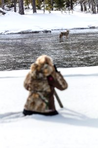 Visitor photographing a coyote fishing in Madison River