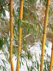 Winter snow aureocaulis