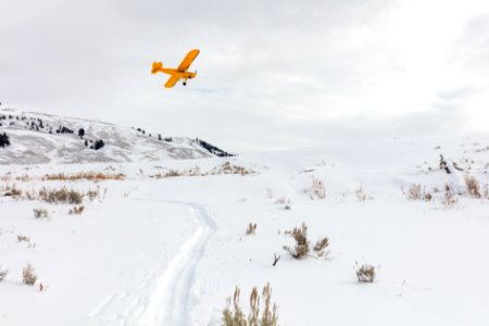 Wolf crew member flying in Lamar Valley