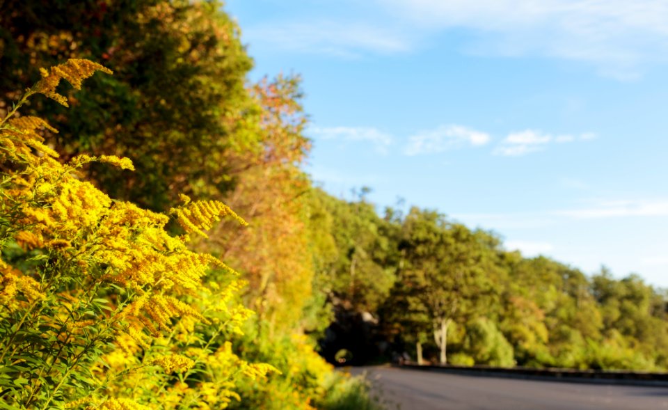 Golden Rod at Tunnel Overlook