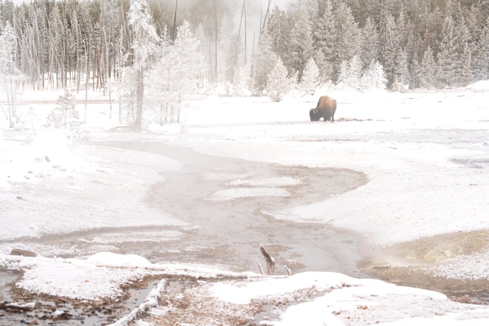 A bison grazes near Echinus Geyser outflow channel
