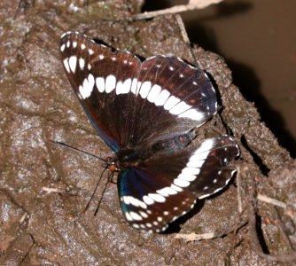 ADMIRAL, WEIDEMEYER'S (Limenitis weidemeyerii) (6-13-2020) barfoot meadow, chiricahua mts, cochise co, az -06