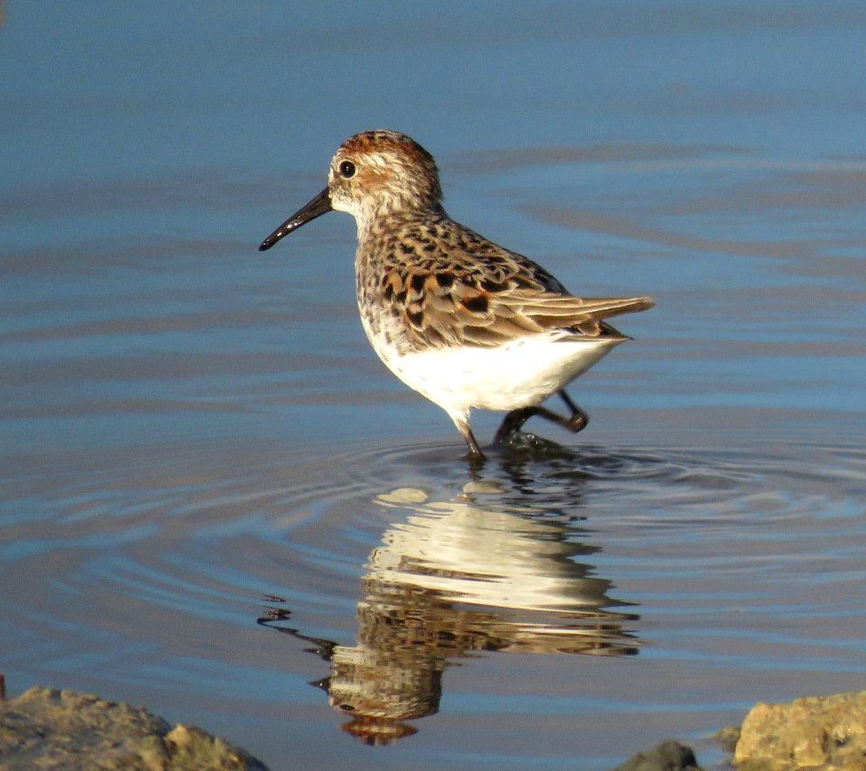 312 - WESTERN SANDPIPER (4-7-2020) campsite at niland county park, imperial co, ca -01