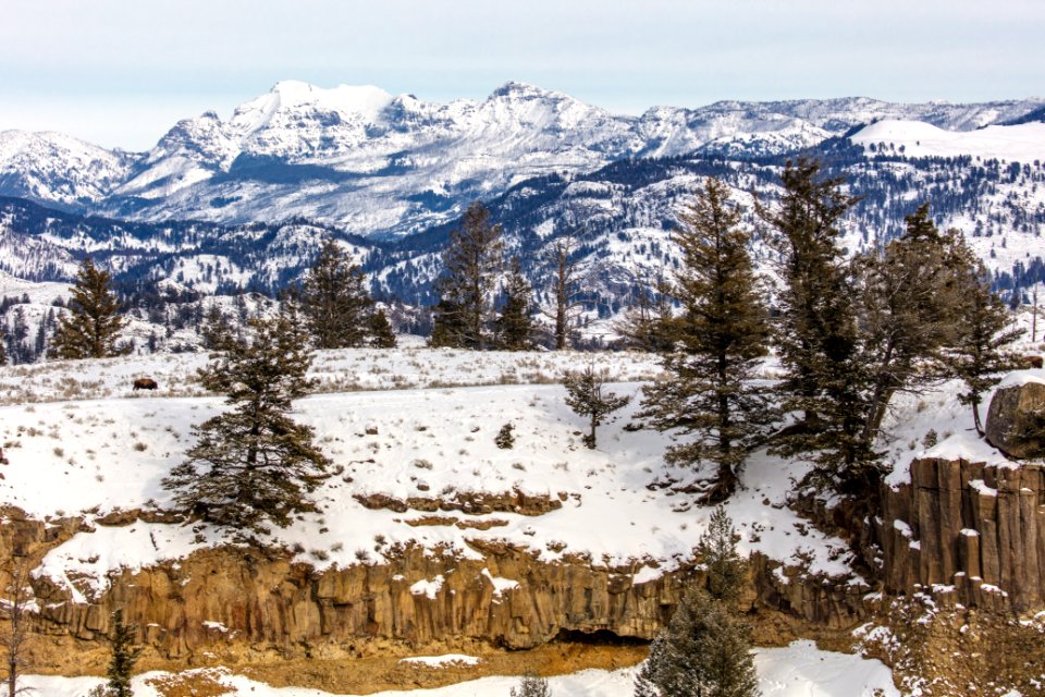 Bison and Cutoff Peak From Calcite Springs Overlook