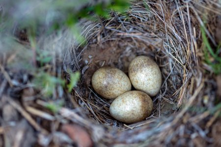 Horned lark nest and eggs