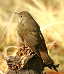 745 - HERMIT THRUSH (2-2012019) proctor trail, madera canyon, pima co, az -01