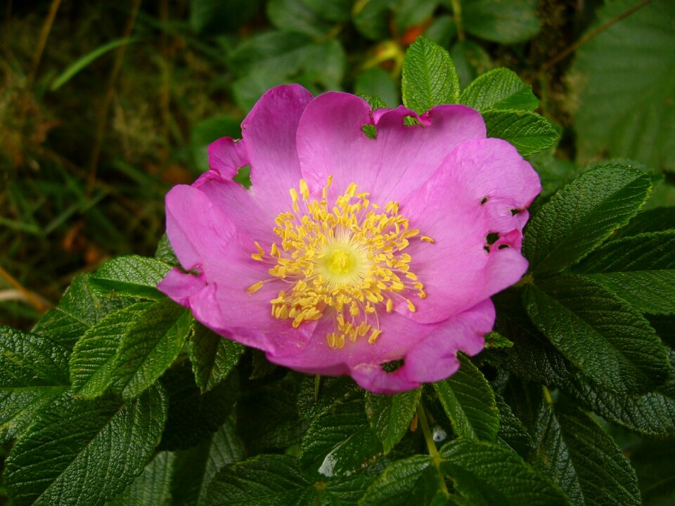 Flowers close up pink