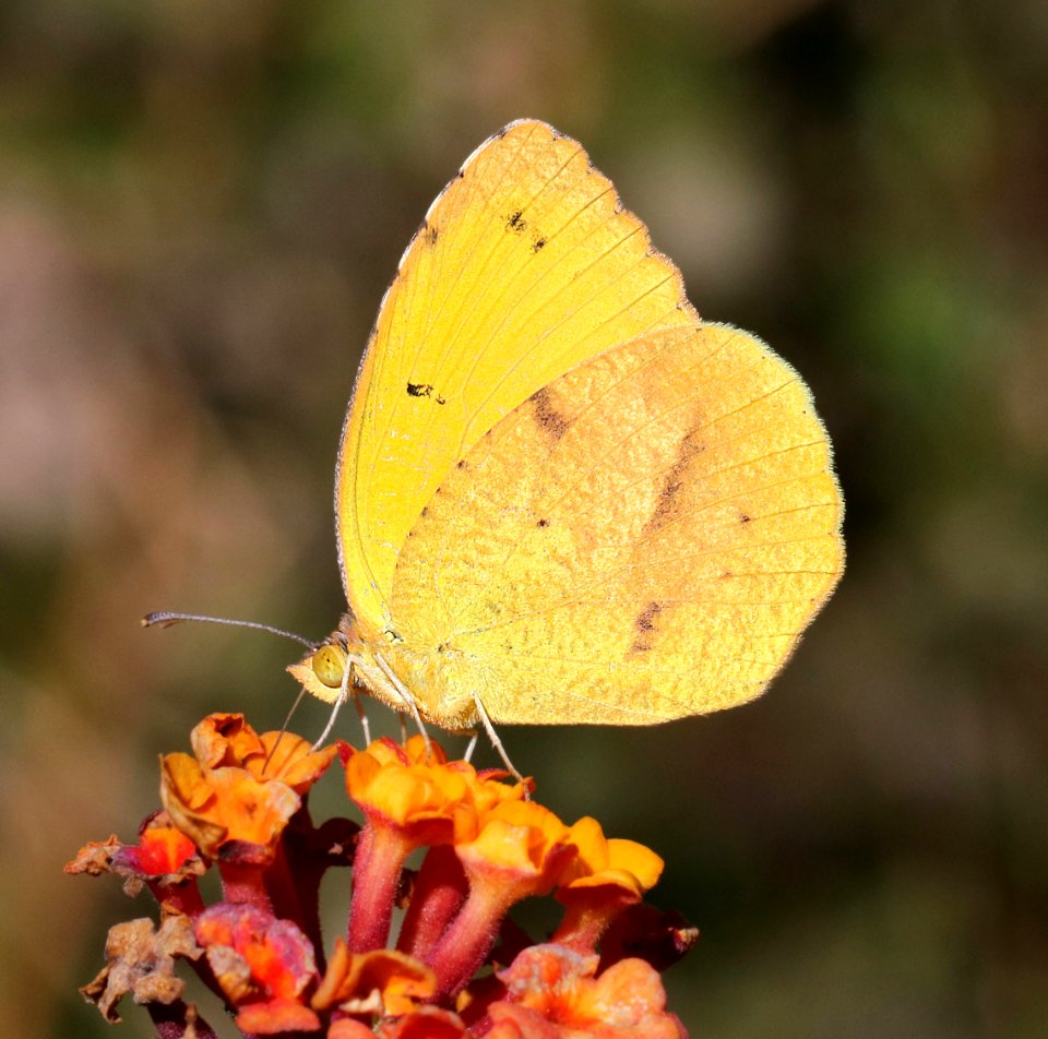 ORANGE, SLEEPY (Abaeis nicippe) (11-19-2015) 78 circulo montana, patagonia lake ranch estates, scc, az -01