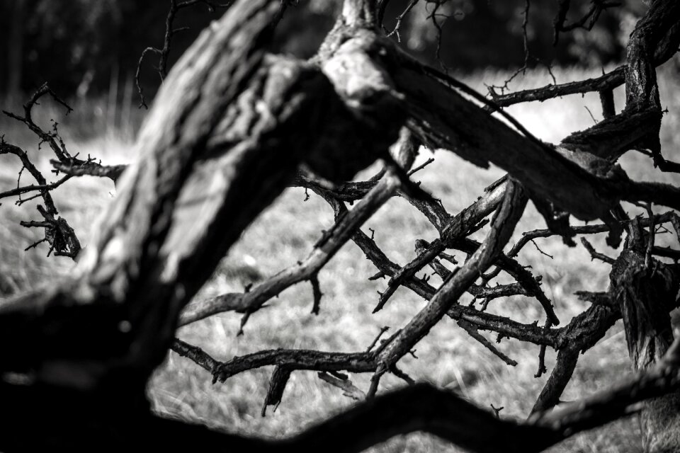 Gnarled rot branches