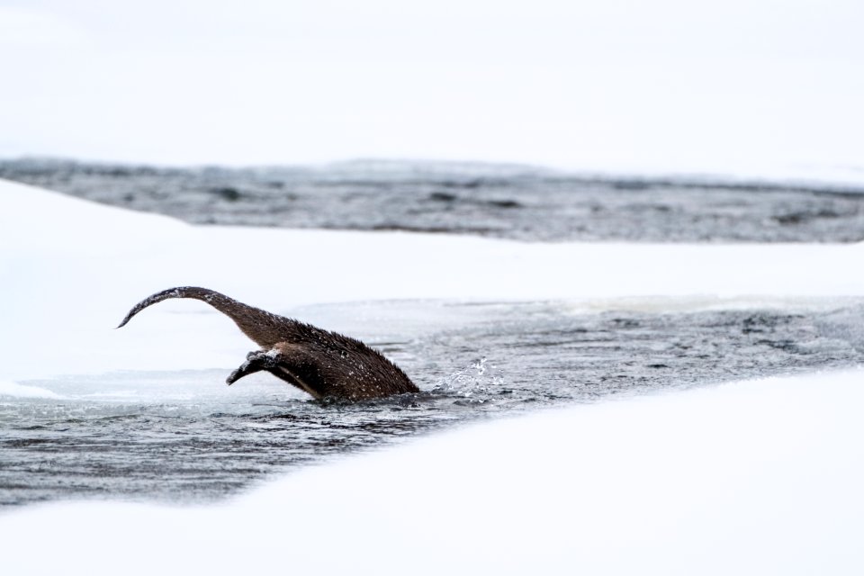 River otter dive sequence (5)