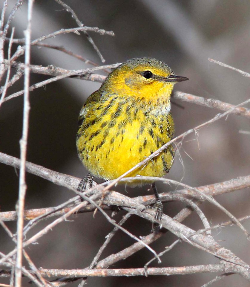 822 - CAPE MAY WARBLER (9-24-11) pena blanca lake, scc, az - (4)